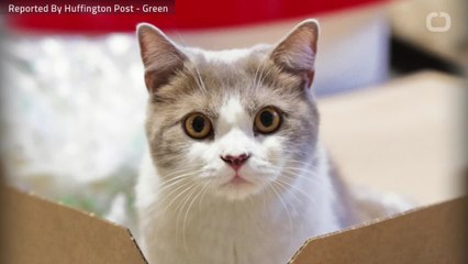 Cat Mistakenly Shipped More Than 700 Miles From Home