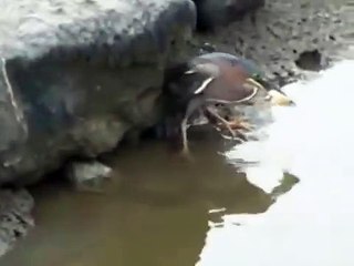 Beautiful way of bird for getting food, once time must to watch it..