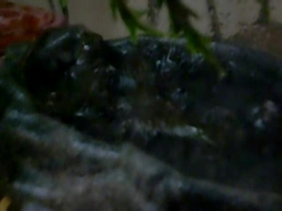 Baby dragons square off