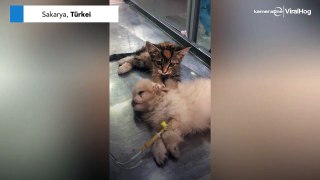 Kätzchen tröstet Hund beim Tierarzt