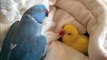 Snuggling parrot has hard time getting out of cozy bed