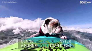 Møt den kuleste surfehunden i California
