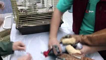 Murat Özdemir'den İşkence Gören Papağan Tedavi Altında