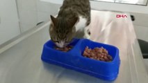 Antalya Başından 9 Saçma Çıkarılan Kedi Hayata Tutundu