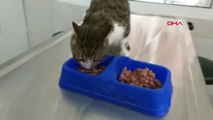 Antalya Başından 9 Saçma Çıkarılan Kedi Hayata Tutundu
