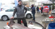 Marmara Denizi'nde Dev Köpek Balığı Yakalandı