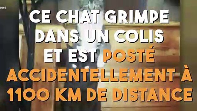 Ce chat se retrouve piégé dans un colis de la Poste et parcours une distance impensable...