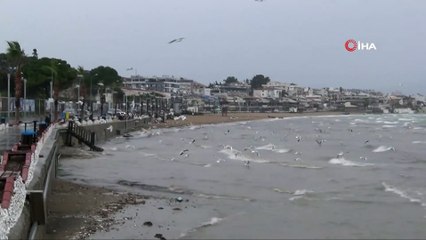 Yüzlerce martı fırtınanın keyfini çıkardı