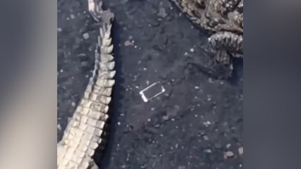 Il fait tomber son téléphone au milieu des crocodiles