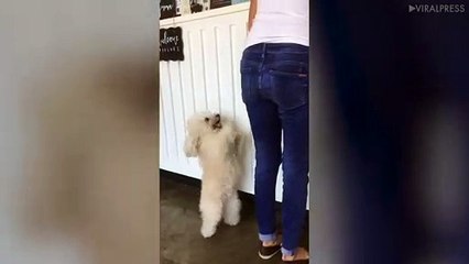 Poodle Wants Attention!