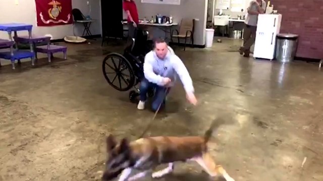 Un chien d’assistance beaucoup trop énergique pour aider les personnes handicapées