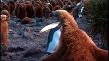 Penguin Baywatch (Wildlife Documentary)