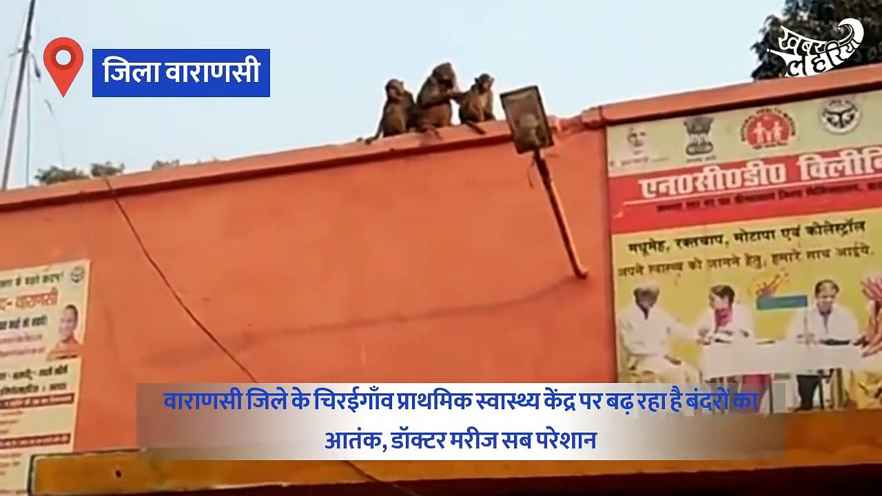 Monkey menace adds to the woes of already crippling rural healthcare infrastructure in Bundelkhand