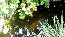Fish feeding in my pond