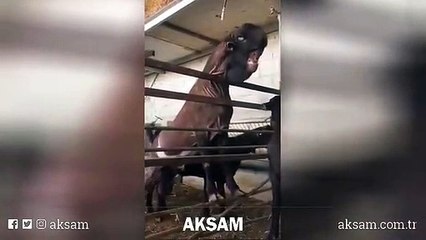 Görenler bir kez daha bakıyor