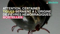 Des tiques responsables de fièvre hémorragiques mortelles