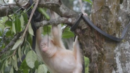 Liberan la orangutana albina Alba en un parque nacional de Indonesia