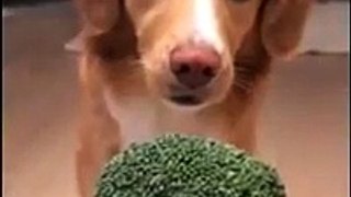 Ce chien est complètement dingue des brocolis !