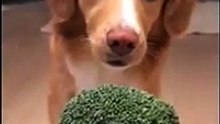 Ce chien est complètement dingue des brocolis !