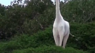 De rares girafes blanches sont découvertes et elles sont incroyablement belles