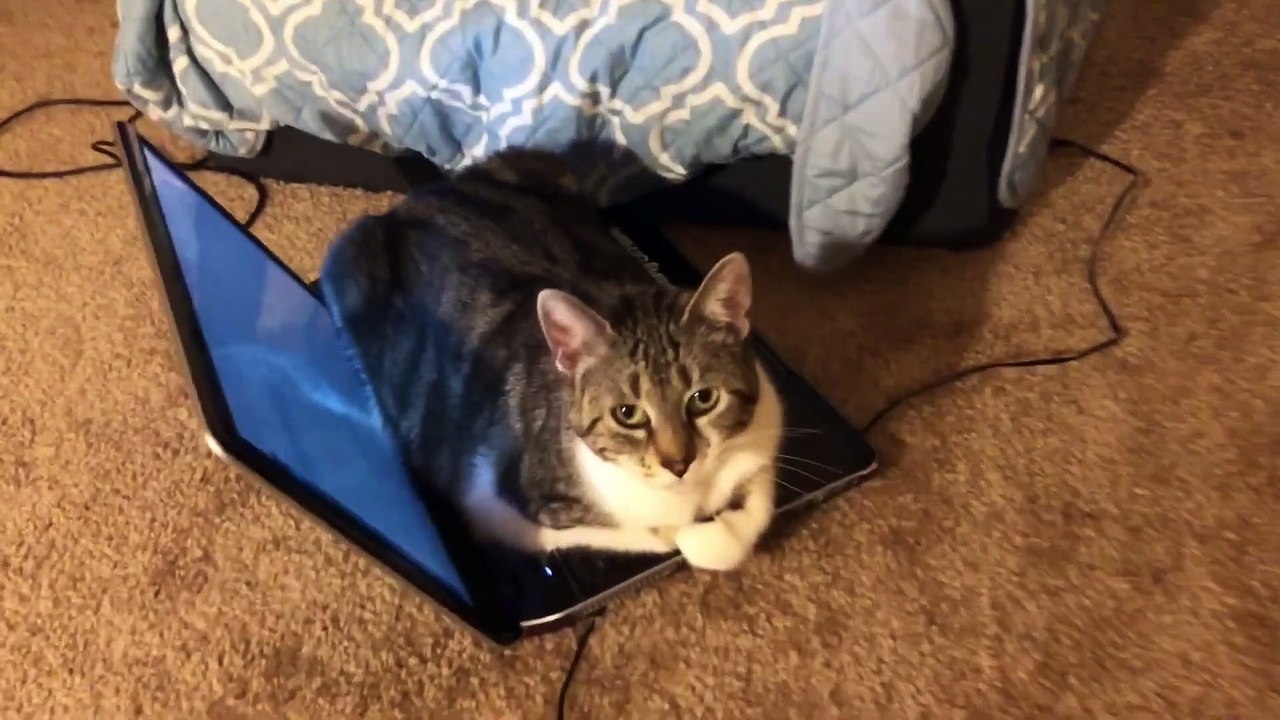 Ce chat adore s'asseoir sur un pc portable !