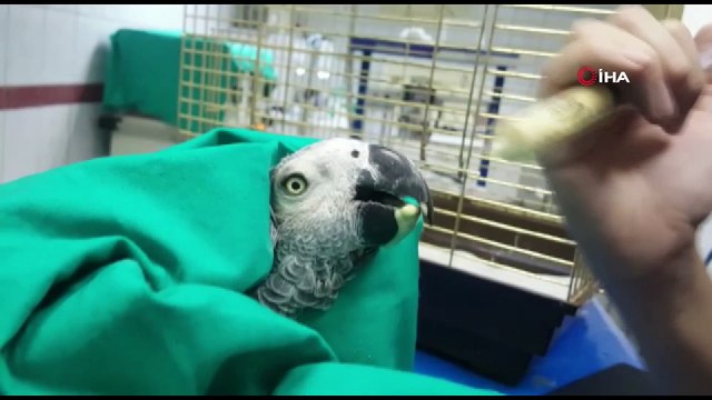 Papağana işkence yapan Murat Özdemir akıl hastanesine sevk edildi