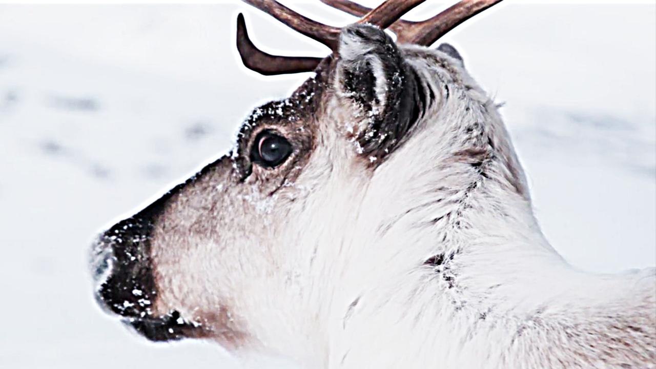 Ailos Reise - Trailer (Deutsch) HD