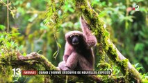 Animaux : quand l'homme découvre de nouvelles espèces