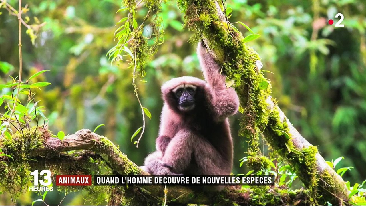 Animaux : quand l'homme découvre de nouvelles espèces