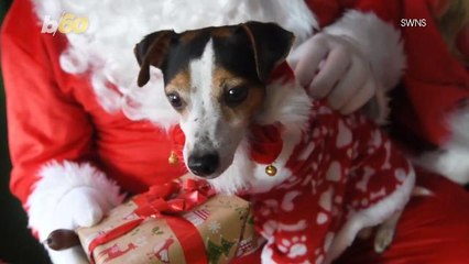 Check Out These Adorable Dogs in Their Very Own Santa Photoshoot