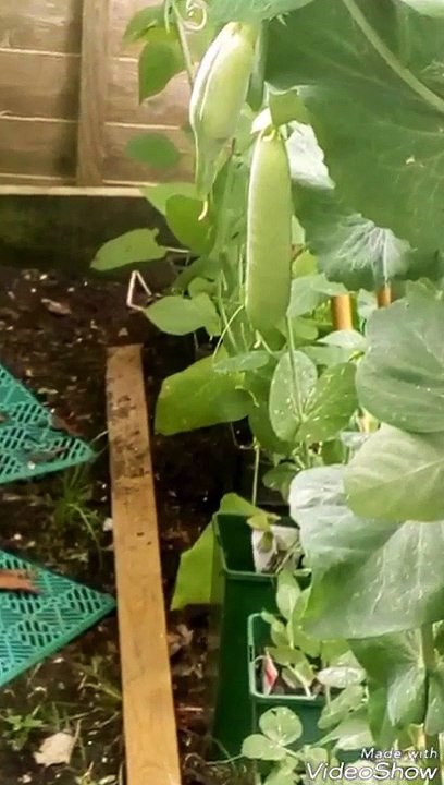 Homegrown peas in their pea pods