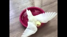 Sultan Papağanı - Banyo Keyfi