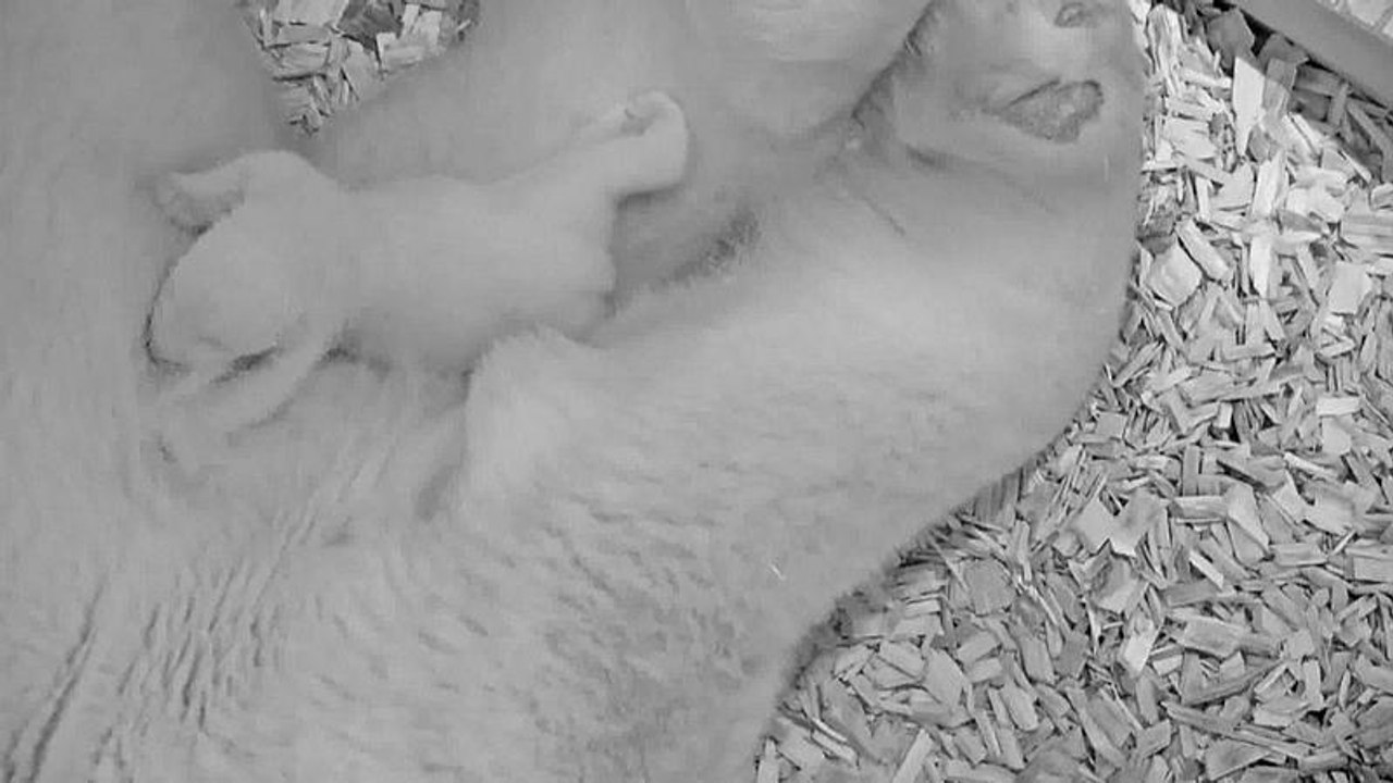 Zoo Berlin: Neue Bilder vom Eisbärenbaby