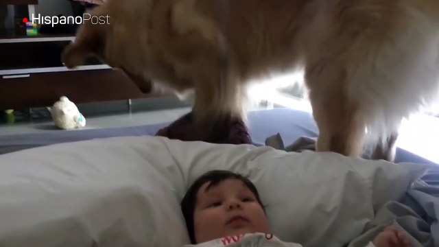 Vea como este perro cuida al nuevo miembro de la familia