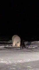 Dog and Polar Bear Encounter