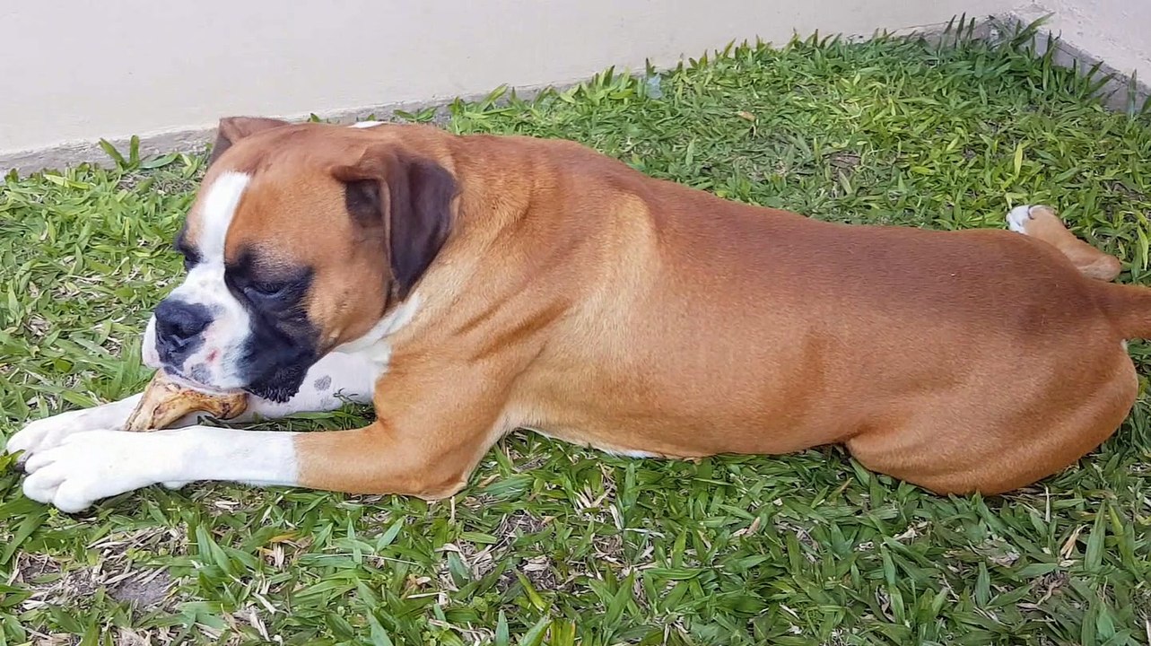 BOXER & DRONE | THOR, O Meu Cachorro da Raça Boxer | DRONE | Boxer Dog | Dog - Perro | Melhor Raça Cachorro: RAÇA BOXER!