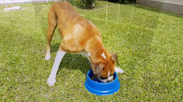BOXER e LHASA - Meus Cachorros | Raça Boxer e Raça Lhasa Apso - DOG | PERRO - Melhores Raças! THOR e BUD | Boxer Dog & Lhasa Dog