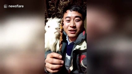 Greedy goat becomes internet celebrity as it always steals owner’s food