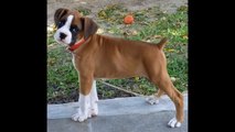 BOXER THOR - Meu Cachorro da Raça Boxer - Boxer Dog | Raça de Cão Inteligente e Muito Dócil: Boxer | Para Quem Ama Animais!