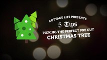 Don’t buy a pre-cut Christmas tree until you’ve seen this video