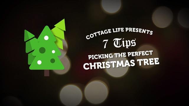 7 tips for picking the perfect Christmas tree