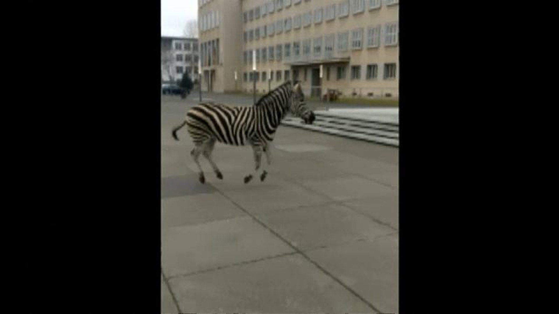 ⁣Zebras fogem de circo e trotam por cidade alemã