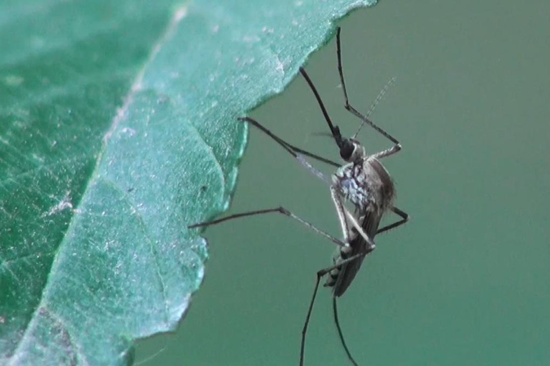 Cottage Q&A: The reason behind late-season mosquitoes