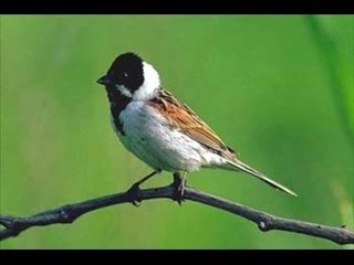 Bruant des roseaux
