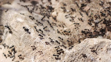 Evict carpenter ants from your cottage with these expert tips
