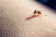 This is why some people react to bug bites and others don’t