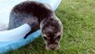 A baby seal learns how to swim for the first time