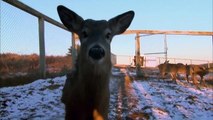 This adorable deer was released back into the wild