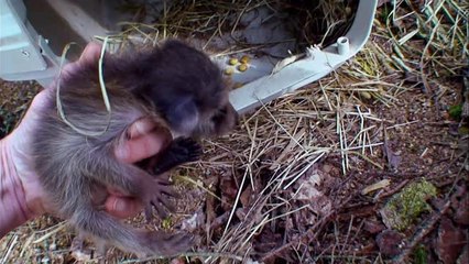 A baby racoon left behind by it’s mother gets all the care it needs