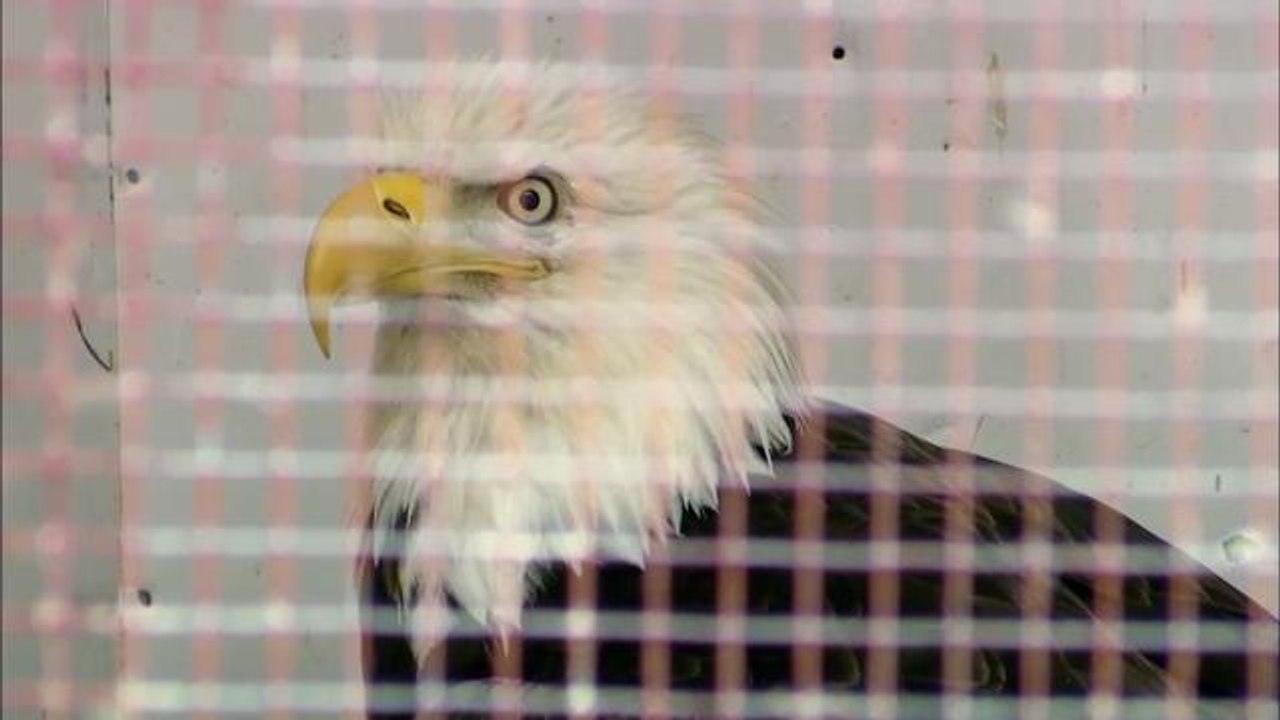 Watch as this bald eagle escapes her rehab centre